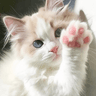 Cat raising a paw